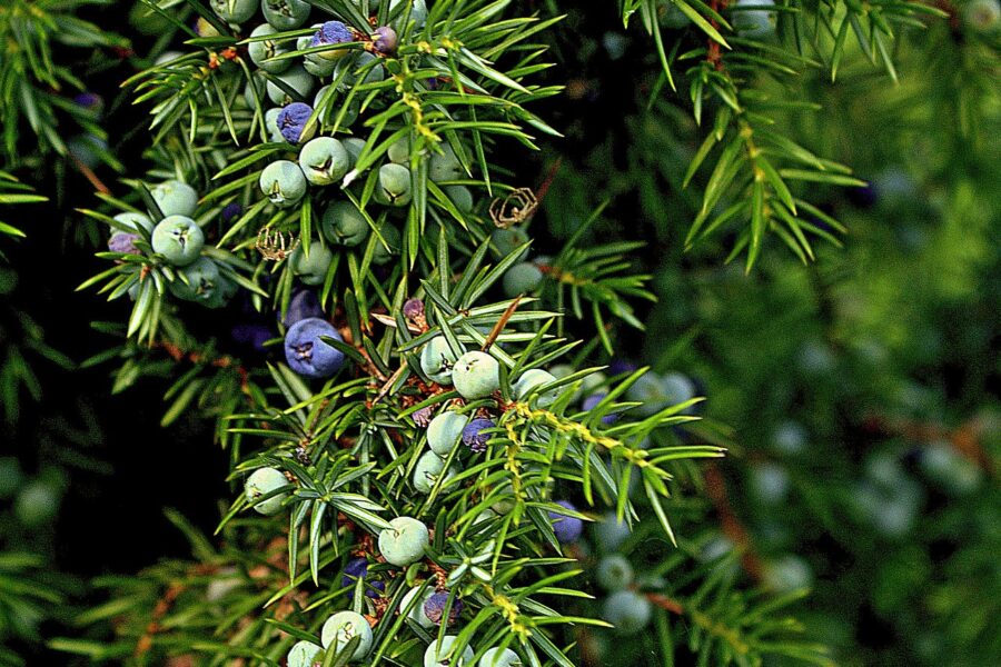 juniper-512877_1280 juniper-512877_1280