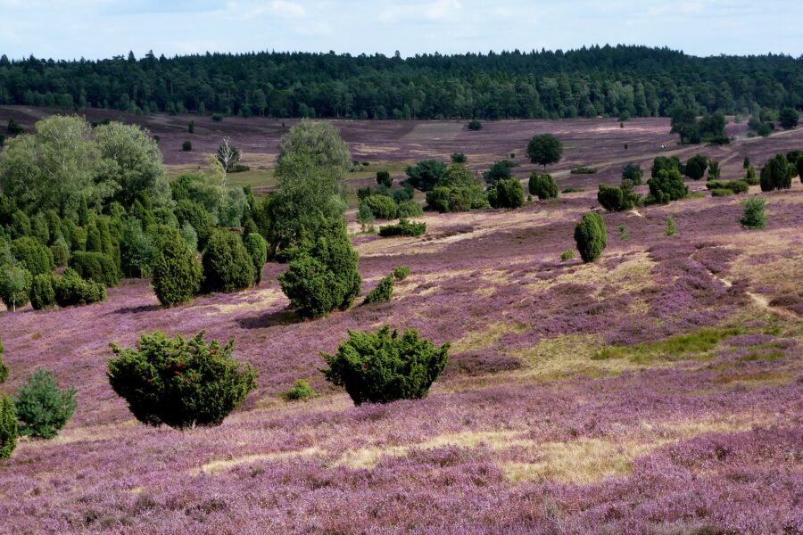 luneburg-heath-346163_1280 luneburg-heath-346163_1280